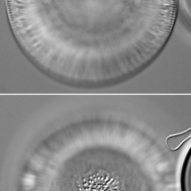 Lindavia eriensis LM6