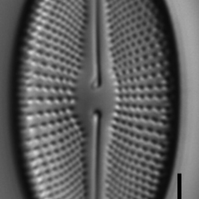 Cosmioneis hawaiiensis LM3