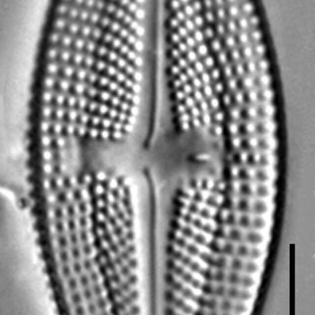 Luticola frenguelli LM2