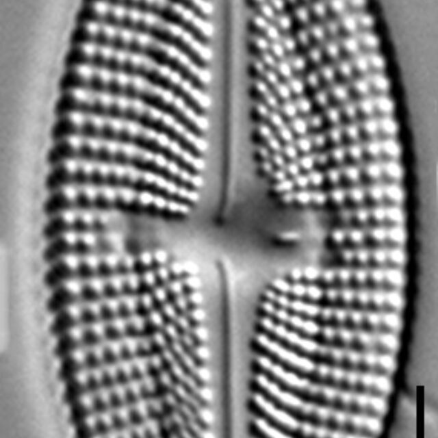 Luticola frenguelli LM3