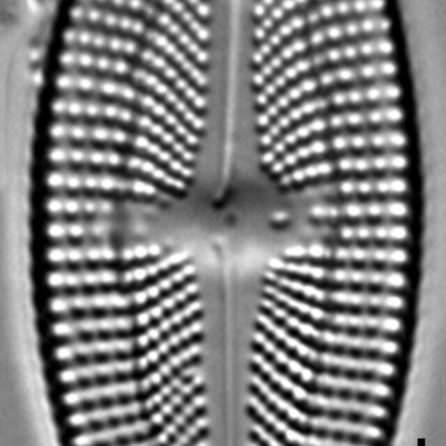 Luticola frenguelli LM4