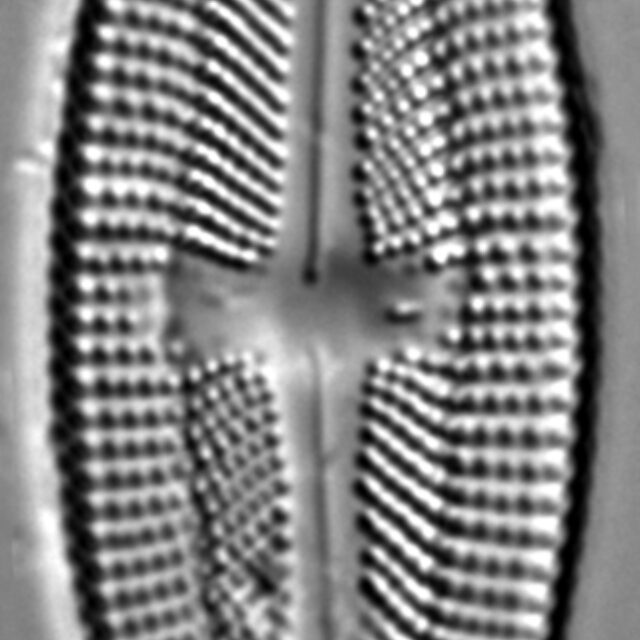 Luticola frenguelli LM7