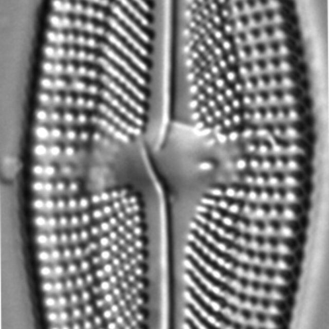 Luticola frenguelli LM1