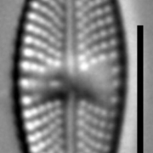 Luticola ignorata LM3