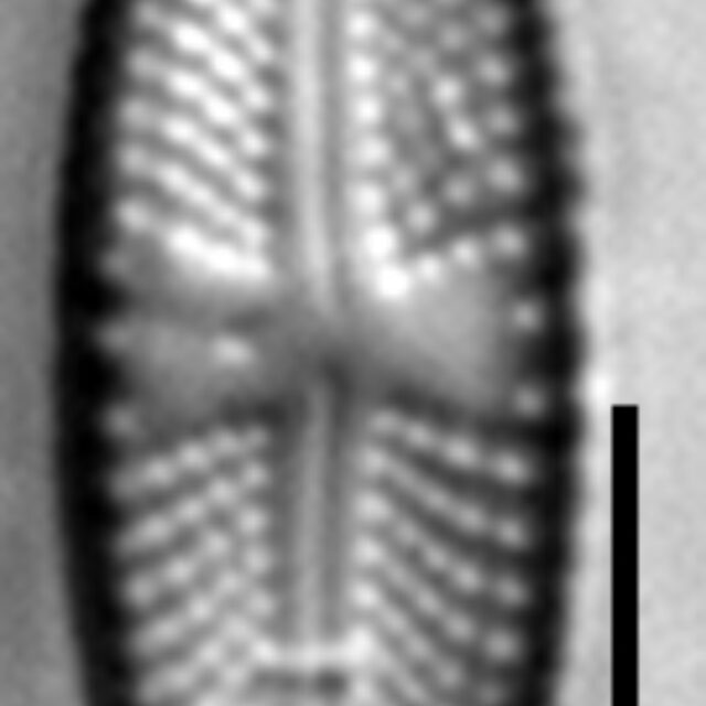 Luticola ignorata LM6