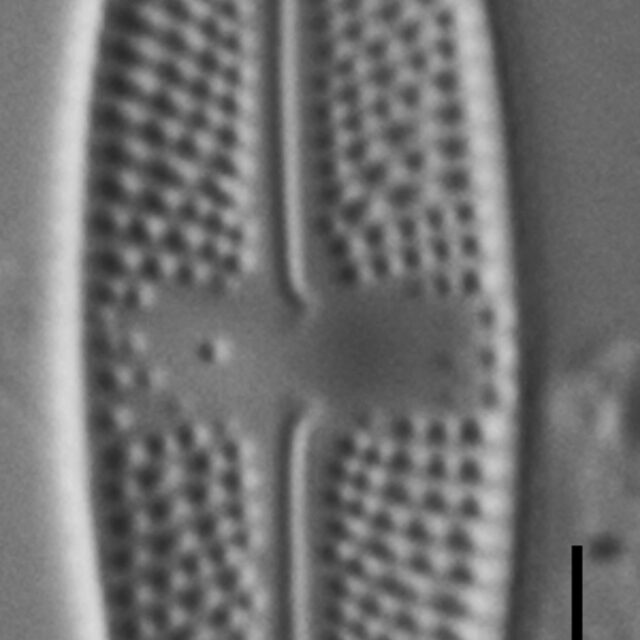 Luticola Arctica Gc63412 12