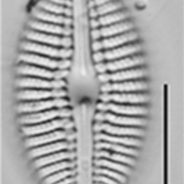 Diploneis puellafallax LM1