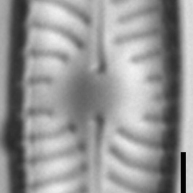 Placoneis paraelginensis LM6