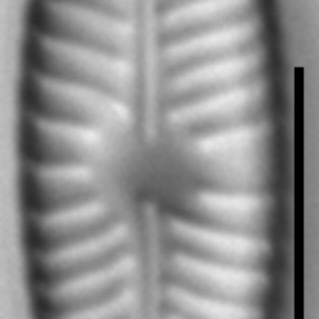 Placoneis paraelginensis LM4