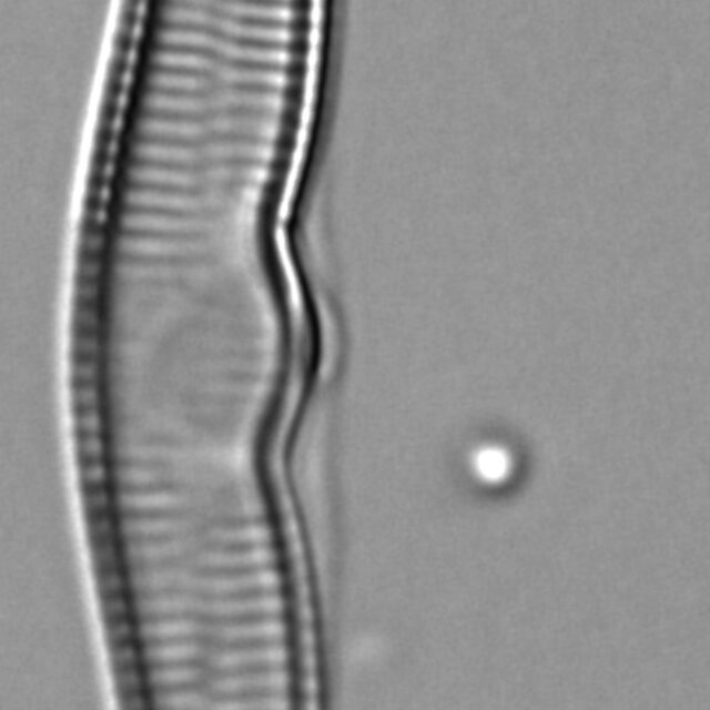 Hannaea superiorensis LM7