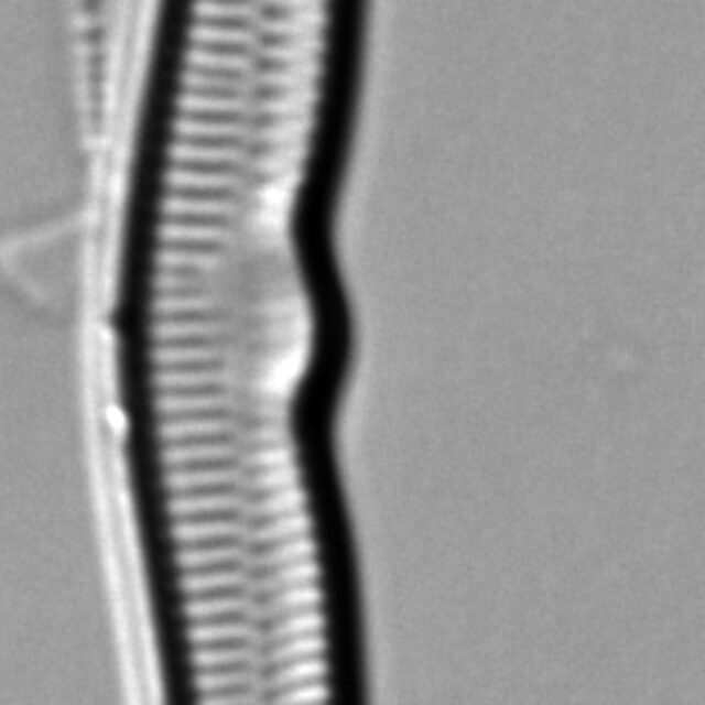 Hannaea superiorensis LM3