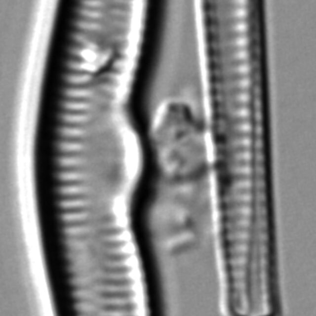 Hannaea superiorensis LM1