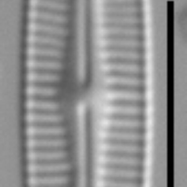 Rossithidium anastasiae LM7