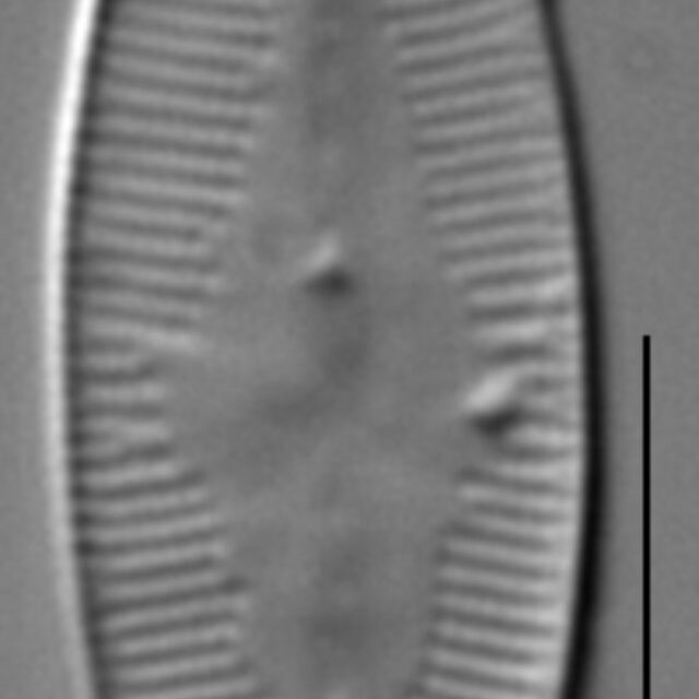 Psammothidium daonense LM3