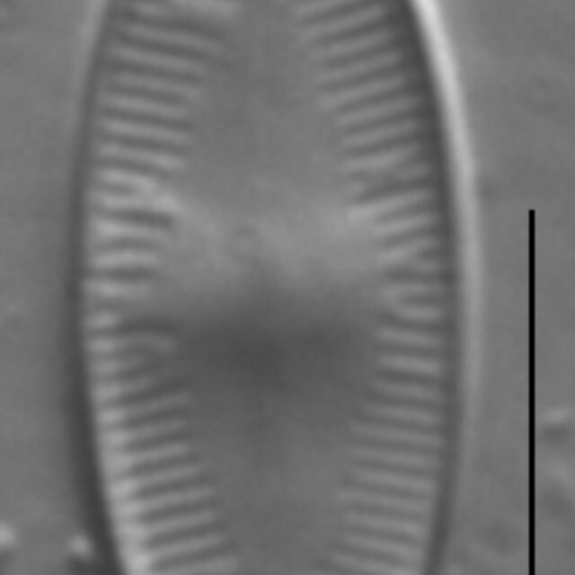 Psammothidium daonense LM2