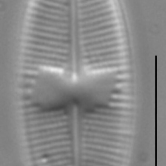 Psammothidium daonense LM1