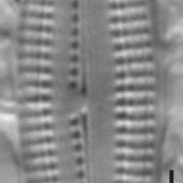 Biremis circumtexta LM4