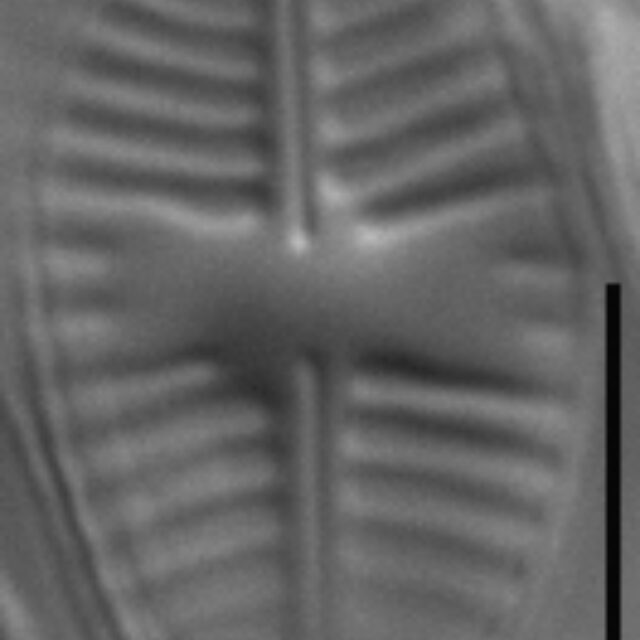 Planothidium dubium LM8