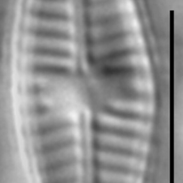 Planothidium frequentissimum LM3