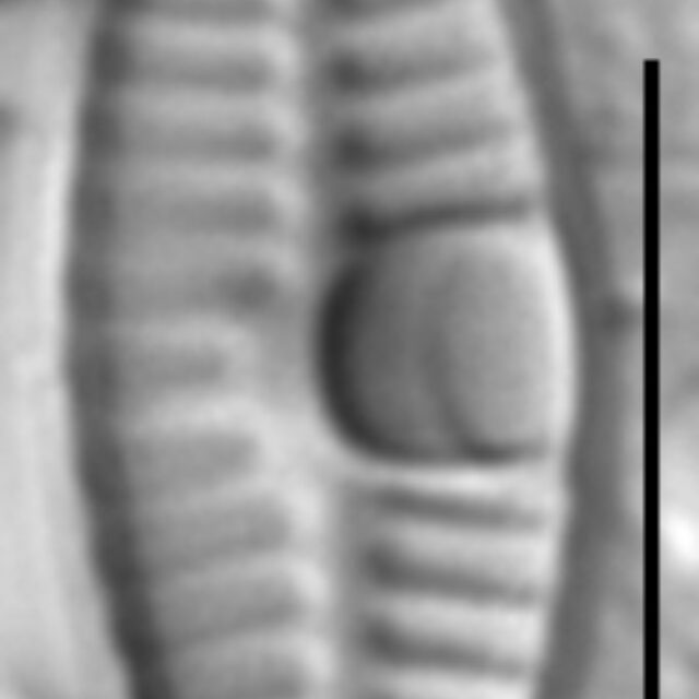 Planothidium frequentissimum LM2