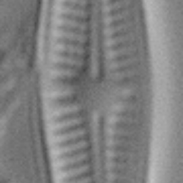 Achnanthidium eutrophilum LM3