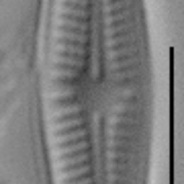 Achnanthidium eutrophilum LM2