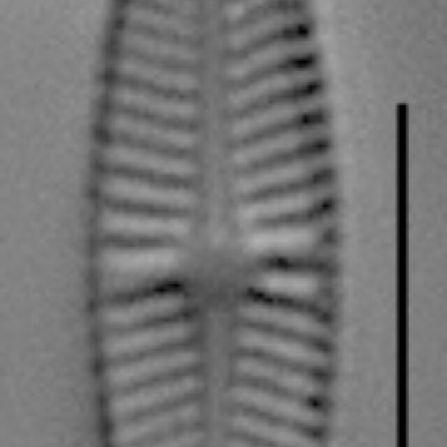 Achnanthidium eutrophilum LM1