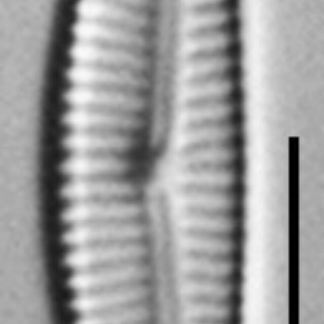 Encyonema evergladianum LM2