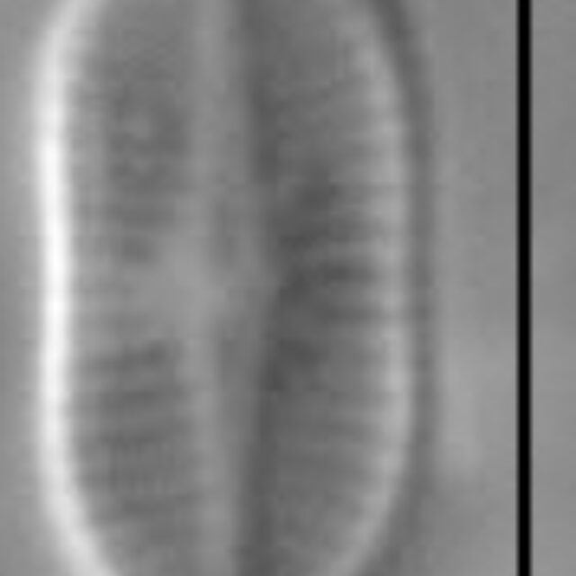 Psammothidium didymum LM7