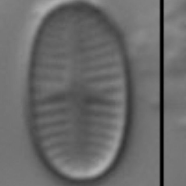 Psammothidium curtissimum LM4