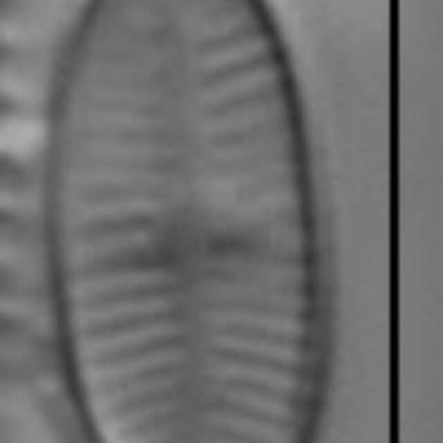 Psammothidium curtissimum LM2