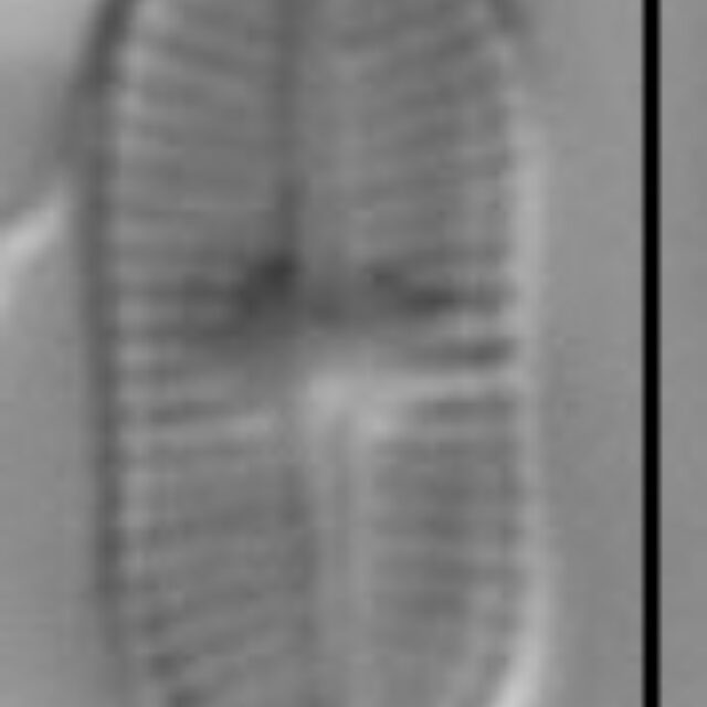 Psammothidium didymum LM6