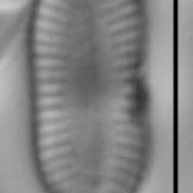 Psammothidium didymum LM5