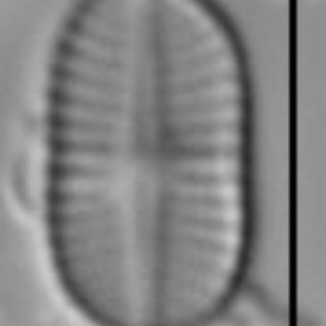 Psammothidium didymum LM4