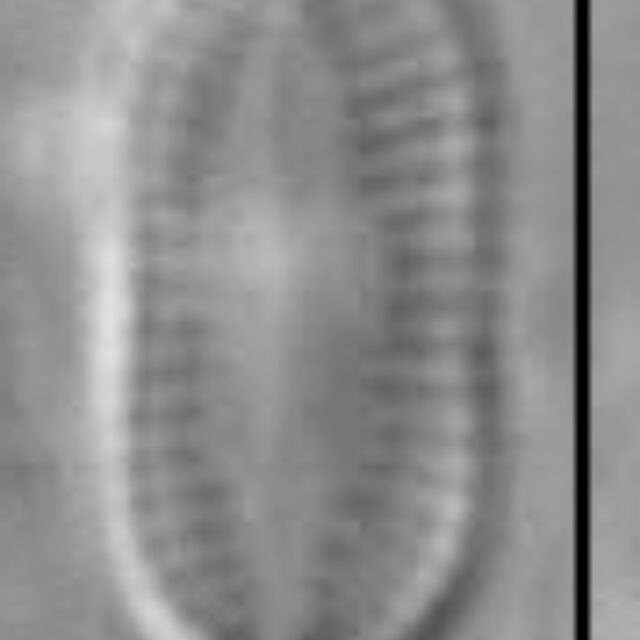 Psammothidium didymum LM2