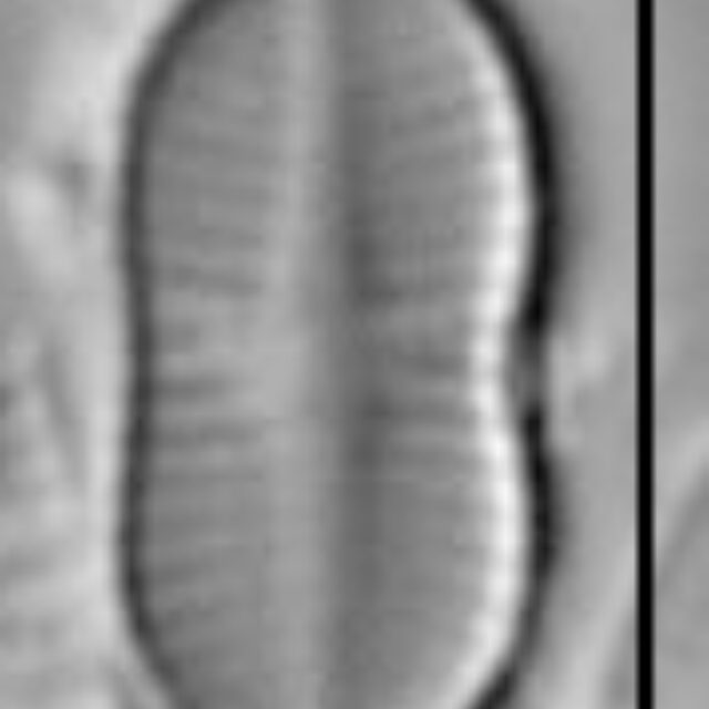 Psammothidium didymum LM1