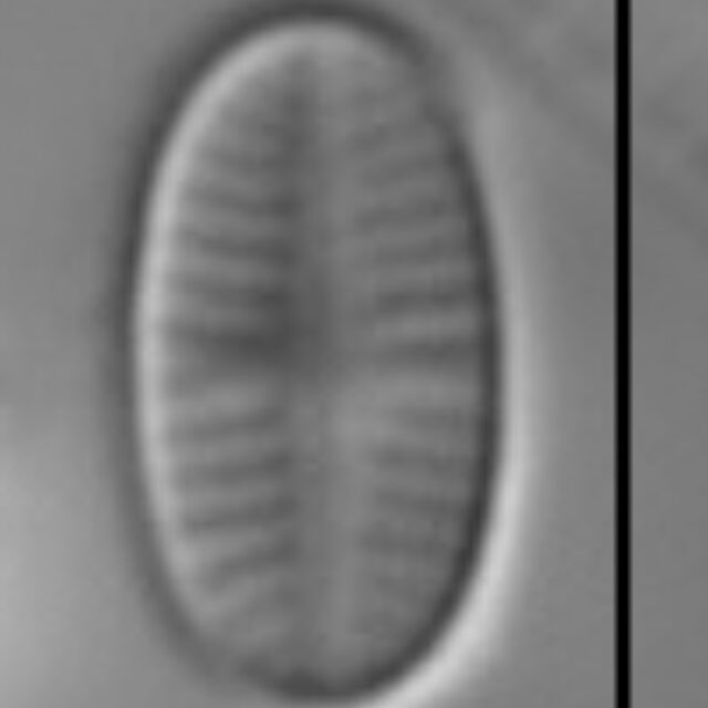 Psammothidium curtissimum LM5