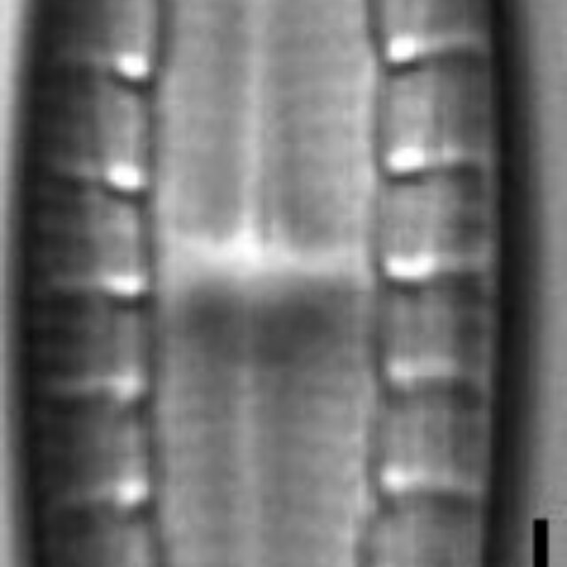 Mastogloia calcarea LM6