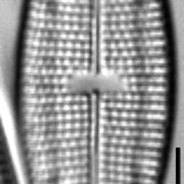 M Pseudosmithii 5