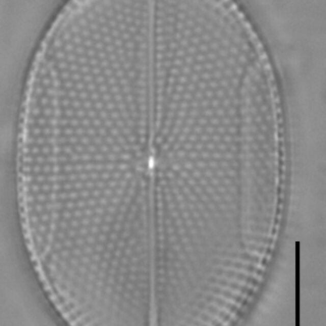 Mastogloia binotata ILL L 14 36 02