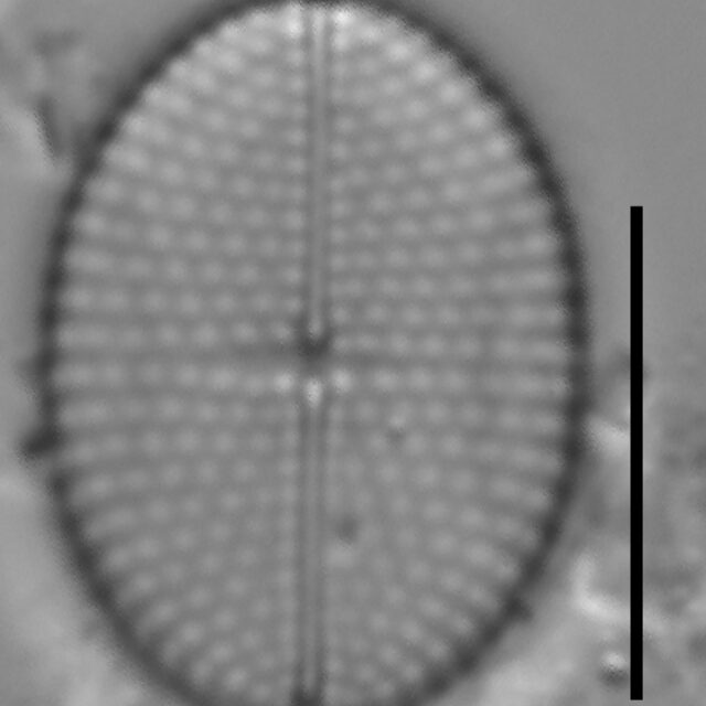 Mastogloia binotata ILL L 14 37 01