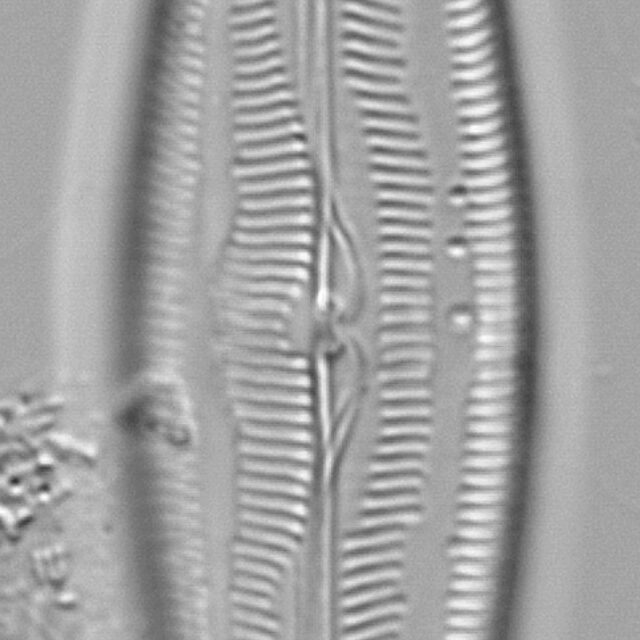 Mastogloia floridensis LM5