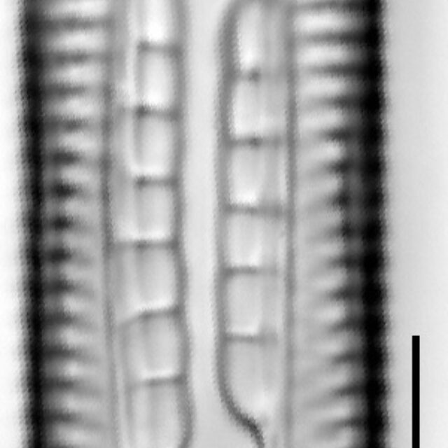 Mastogloia taralunae LM2