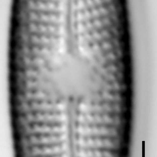 Mastogloia taralunae LM3