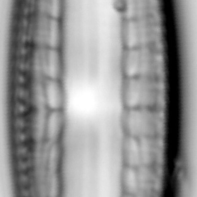 Mastogloia taralunae LM5