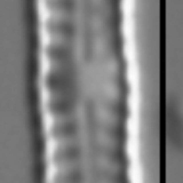 Chamaepinnularia soehrensis LM7