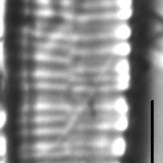 Meridion lineare LM3