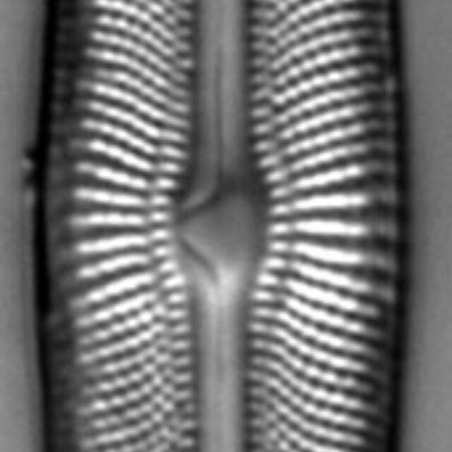 Muelleria agnellus LM2