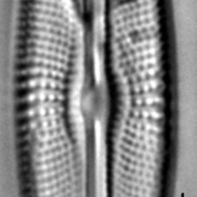 Muelleria agnellus LM5