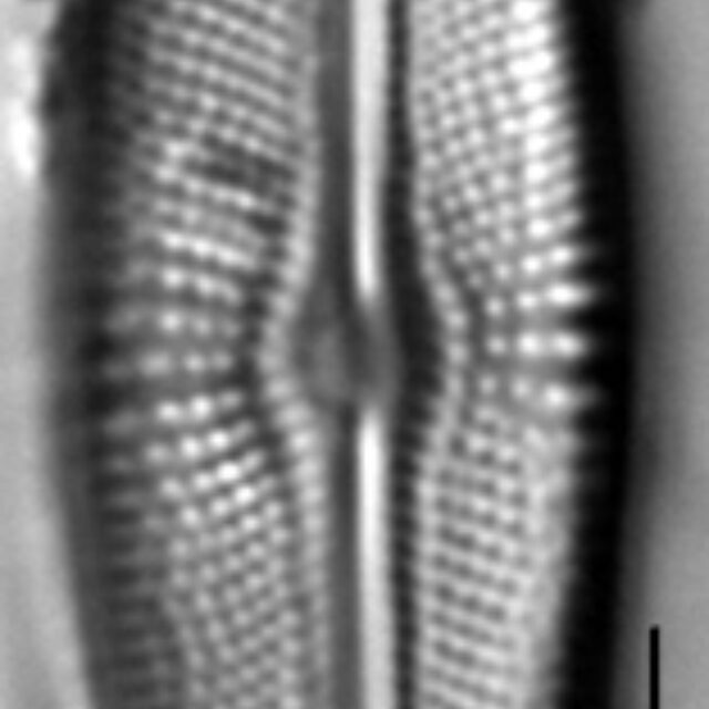 Muelleria agnellus LM6